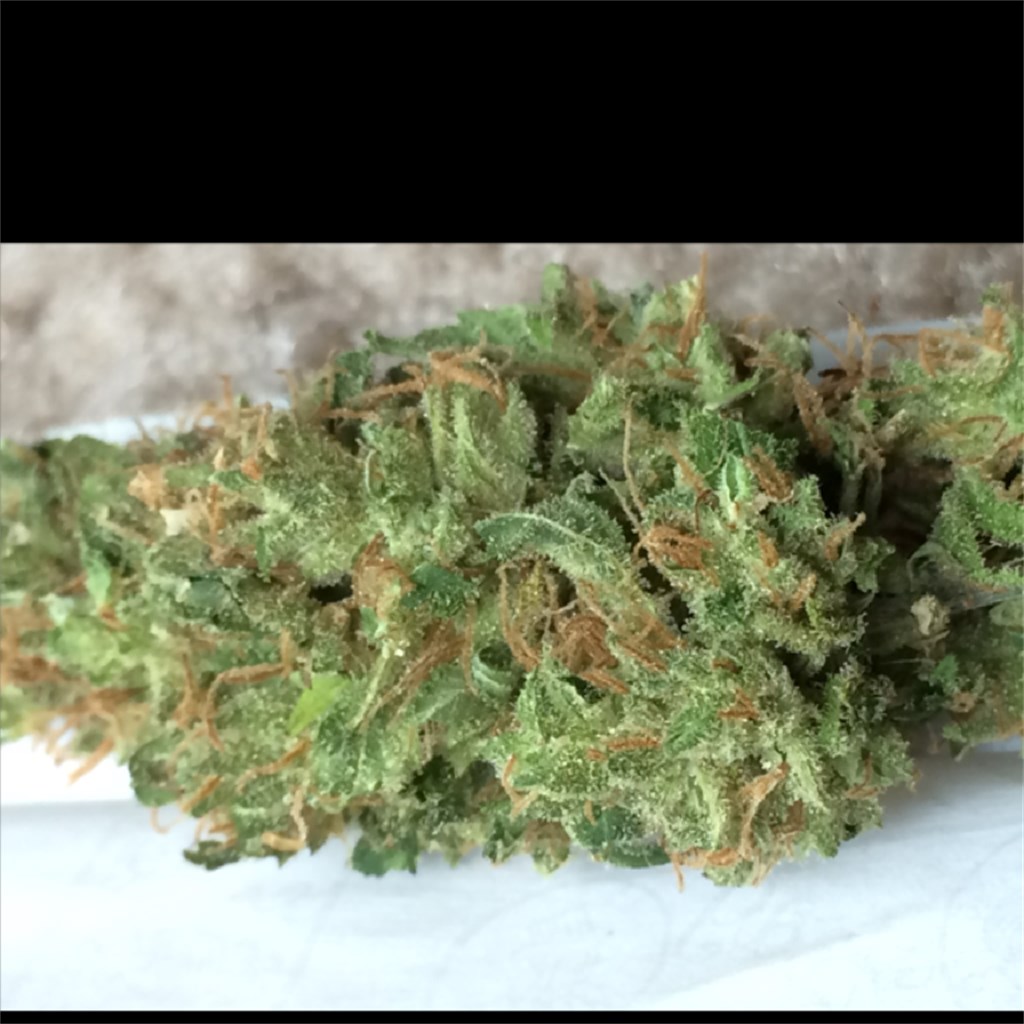 Foto de la variedad Jilly Bean
