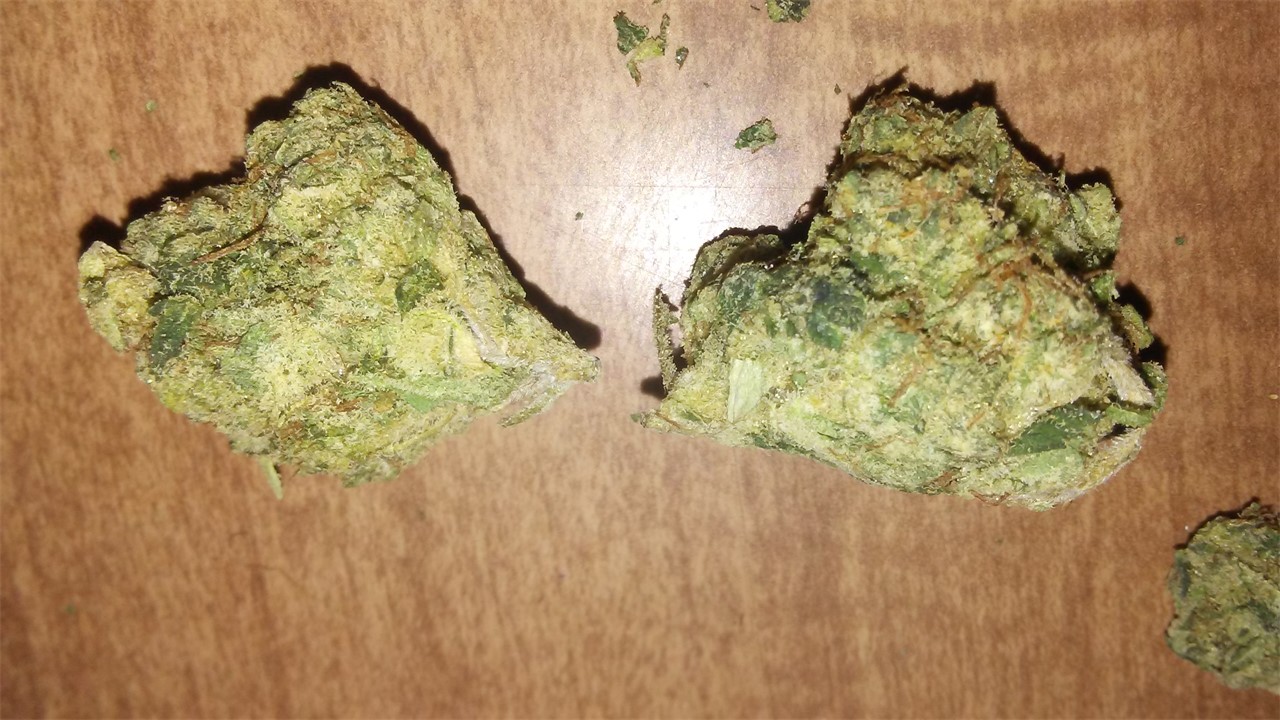 Foto de la variedad K1