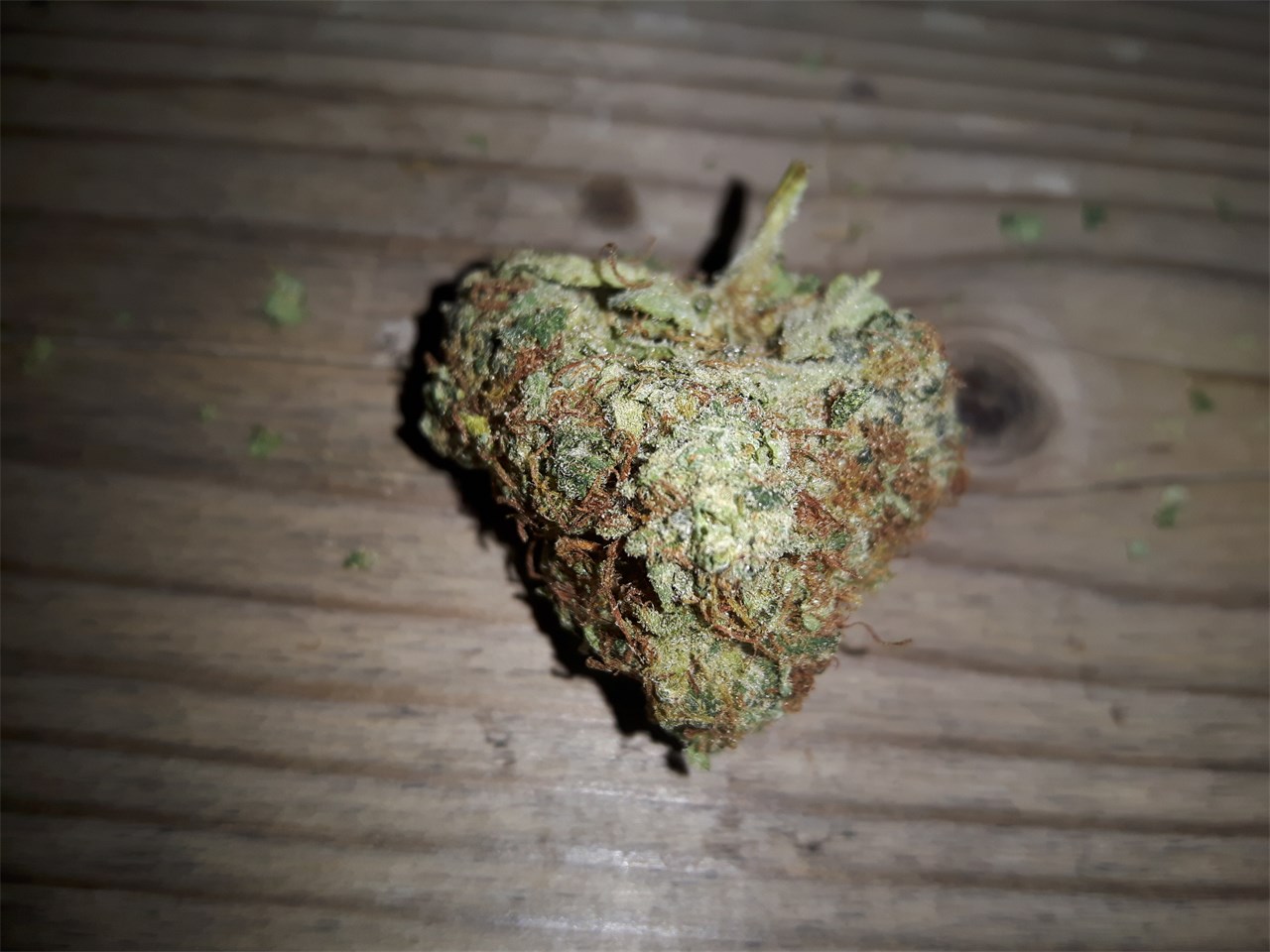 Foto de la variedad K2