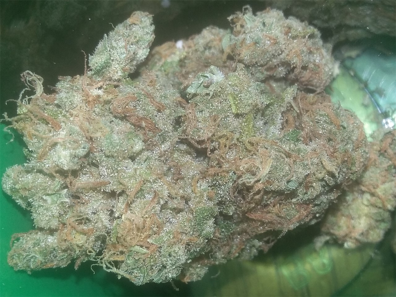 Foto de la variedad Kaboom