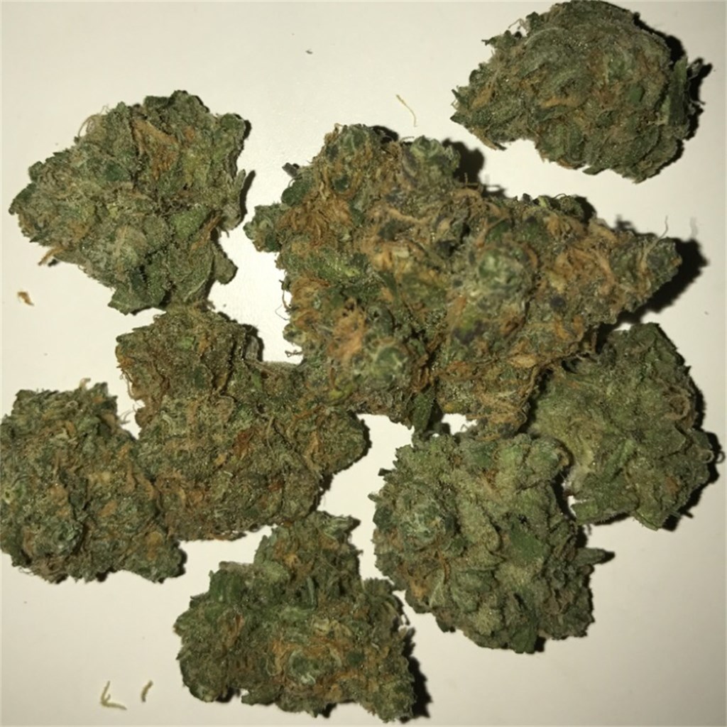 Foto de la variedad Kali 47