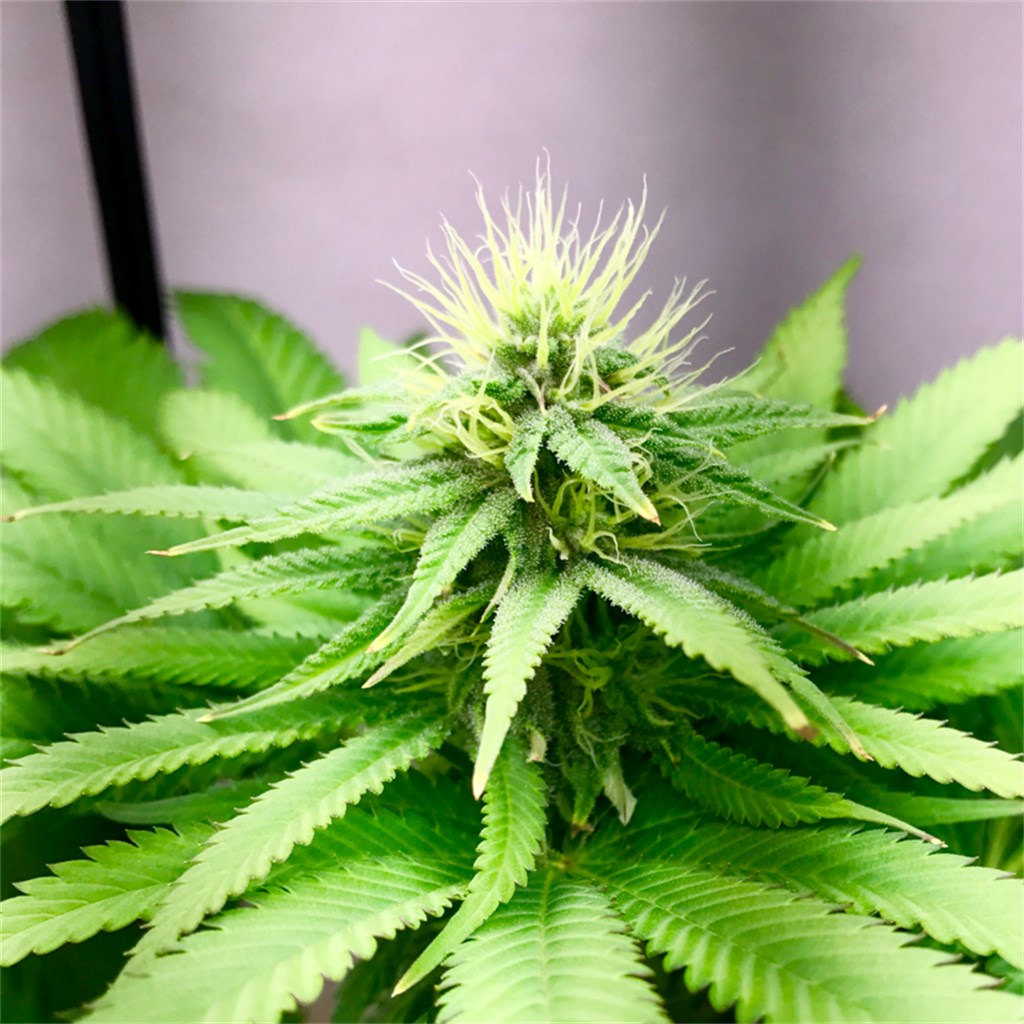 Foto de la variedad Candy Kush