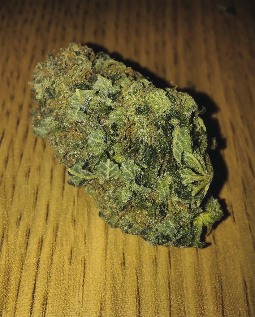 Foto de la variedad KC 33
