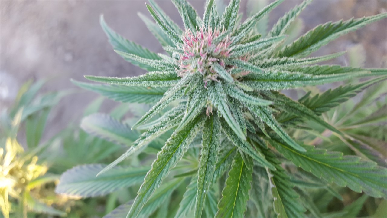 Foto de la variedad Key Lime Pie
