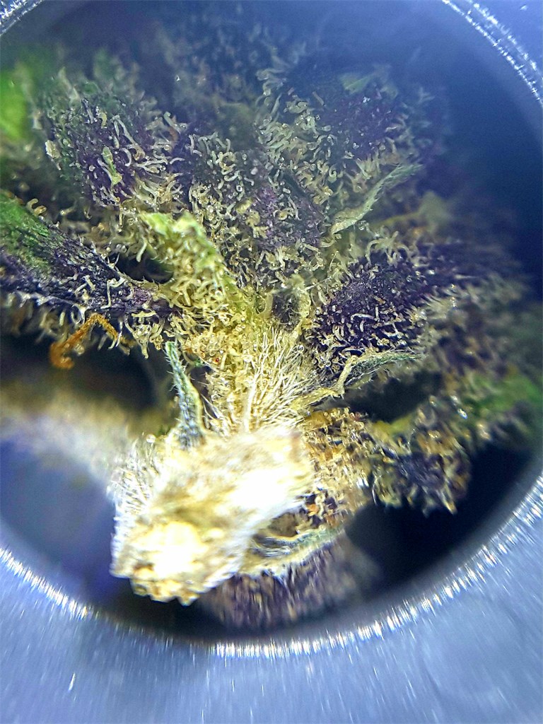 Foto de la variedad Kilimanjaro