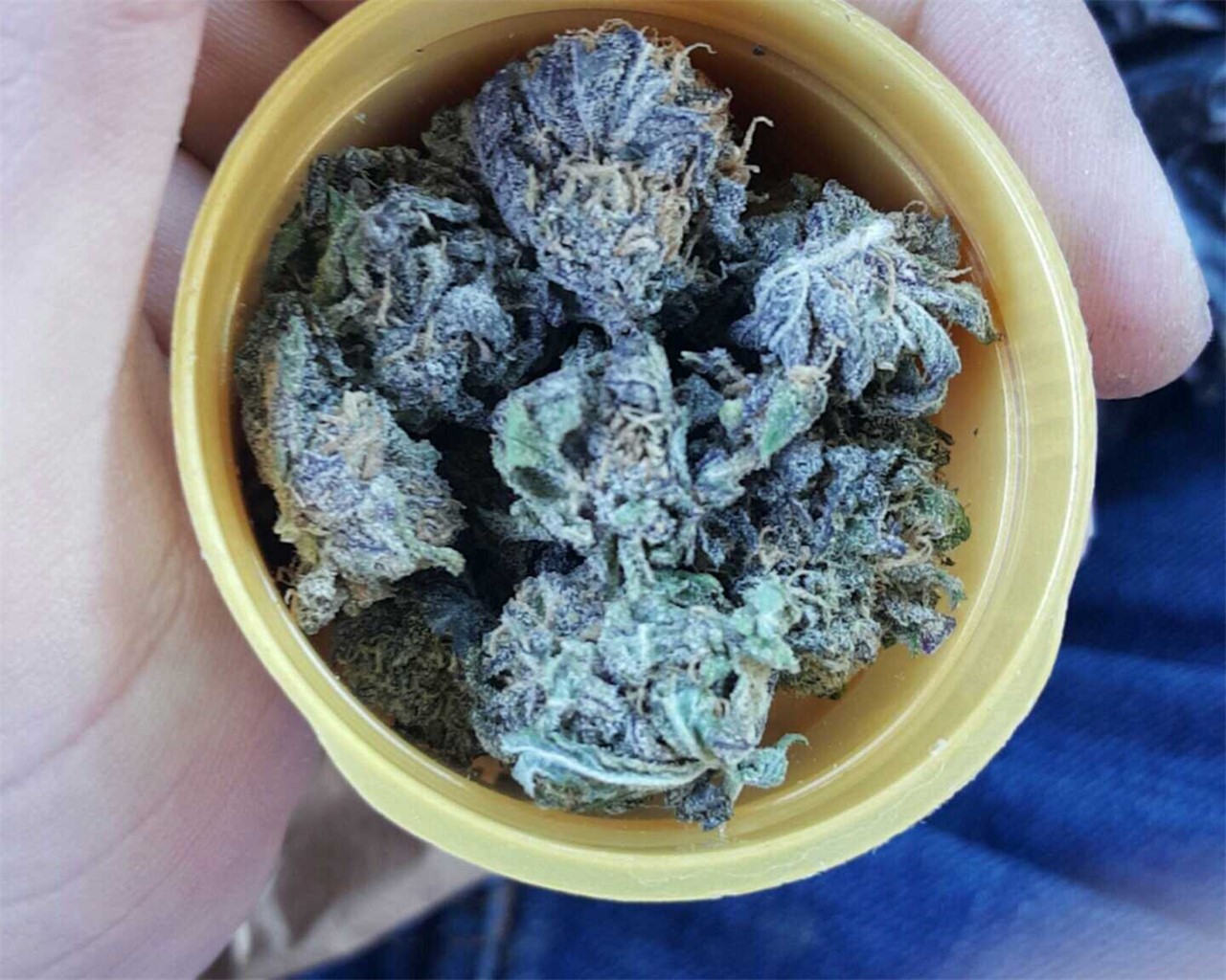 Foto de la variedad Killer Grape