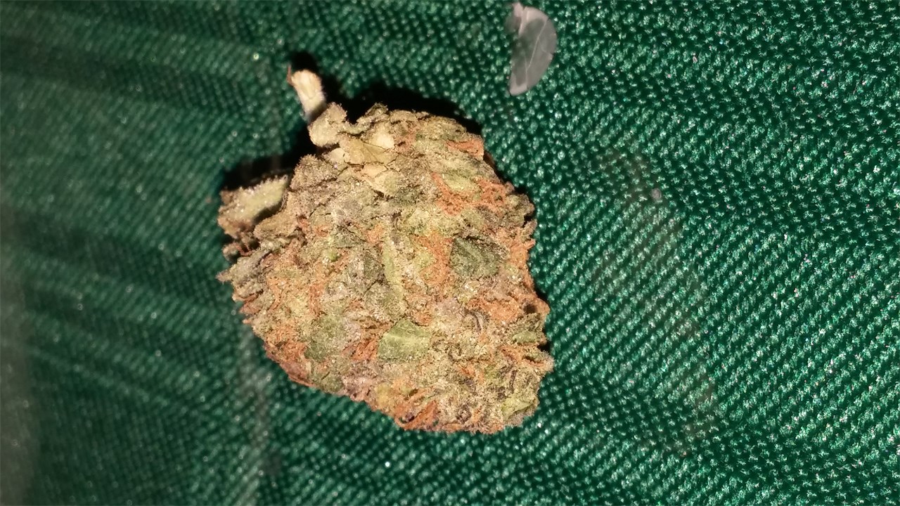 Foto de la variedad Killer Queen