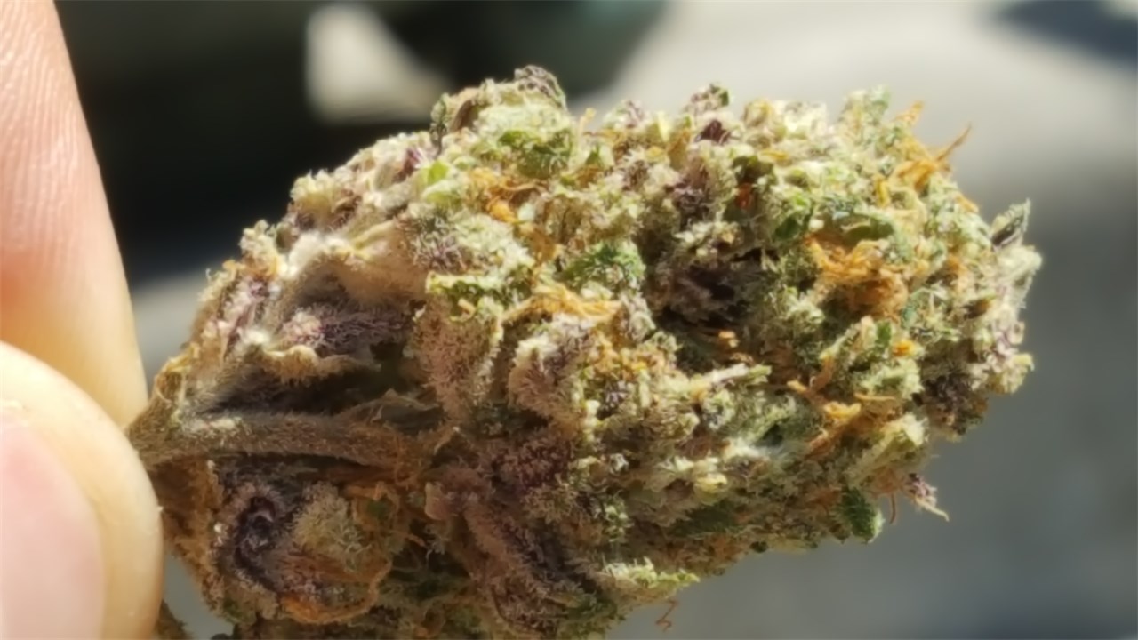 Foto de la variedad King Cake