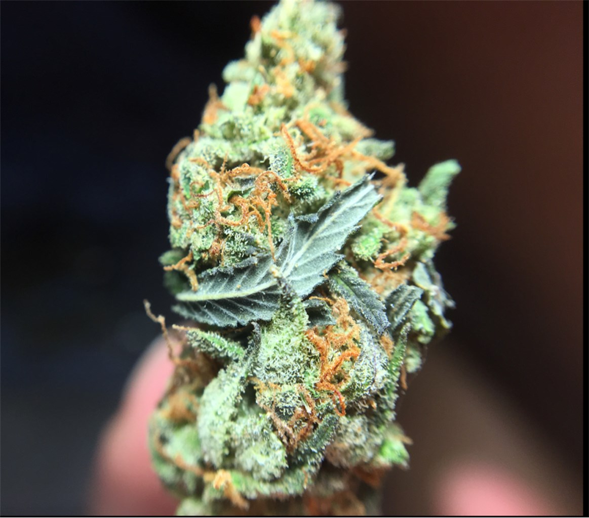 King Kong