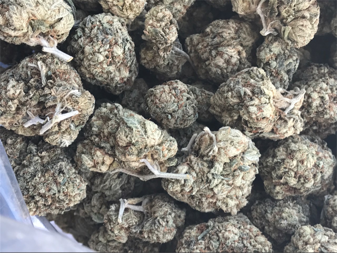 King Louis XIII [1G] - THCSD