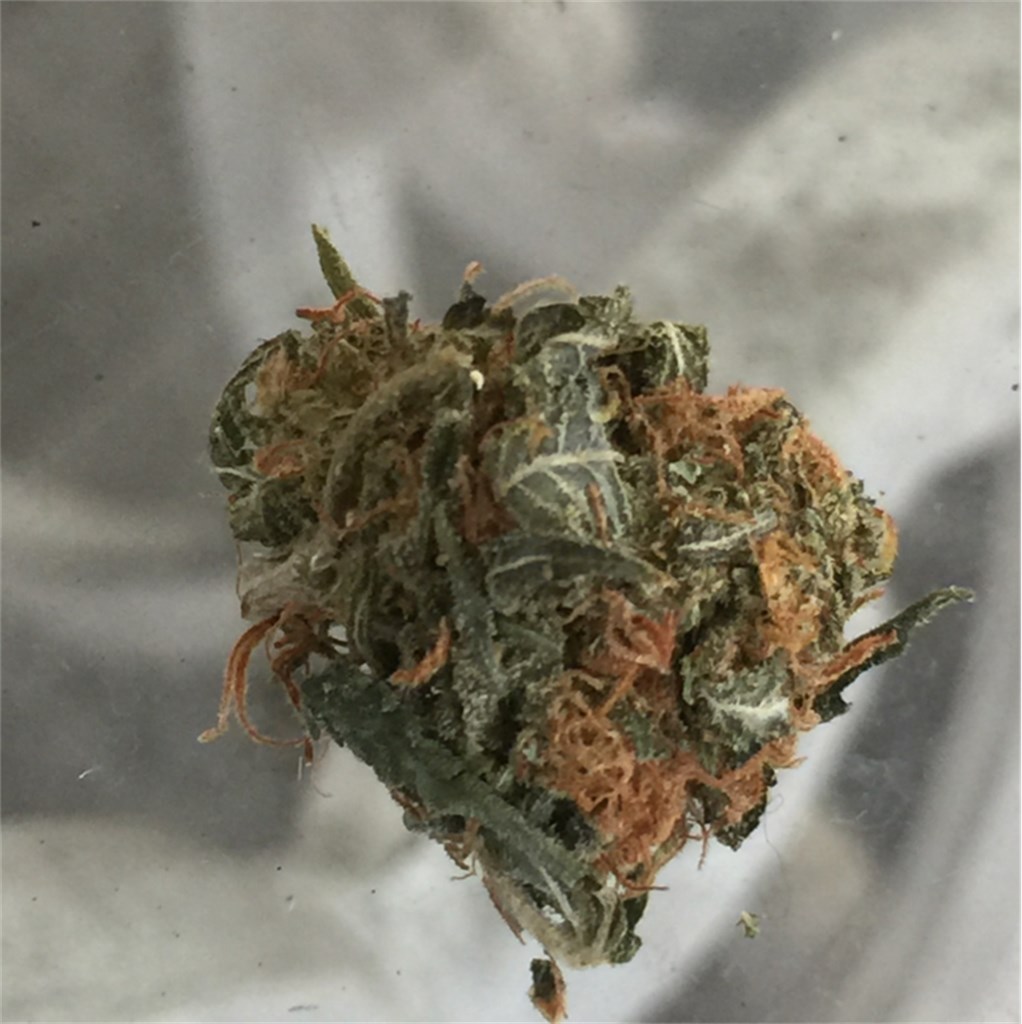 Foto de la variedad King Kush