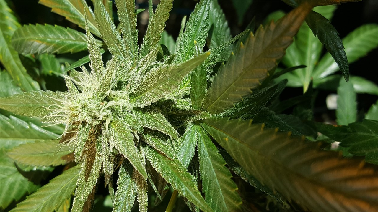 Foto de la variedad Kiwiskunk