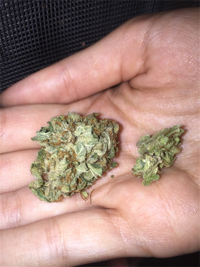 Foto de la variedad Kobain Kush