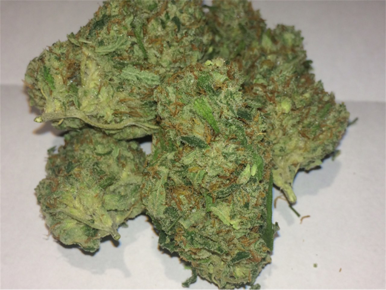 Foto de la variedad Kona Gold