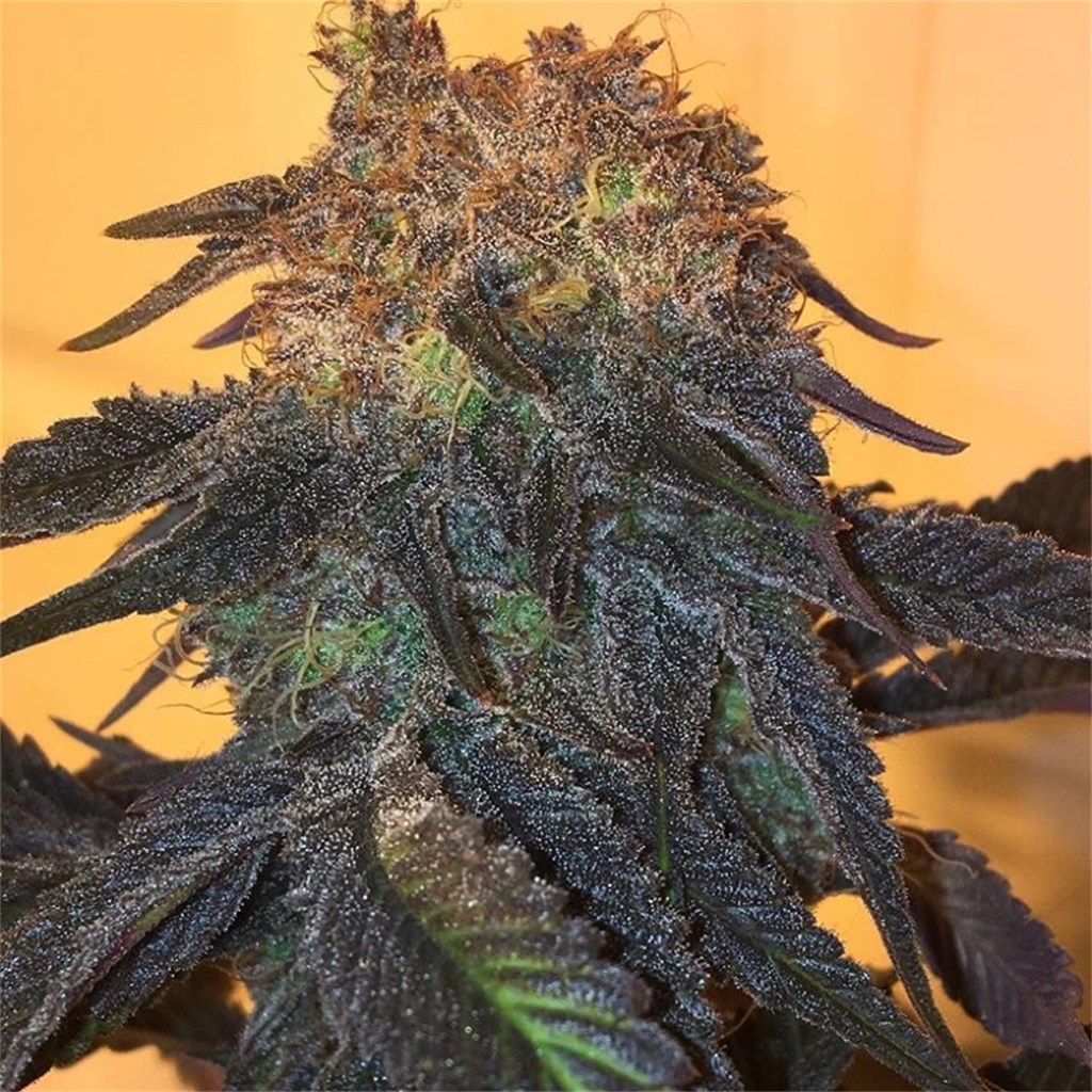 Foto de la variedad Kool-Aid Smile