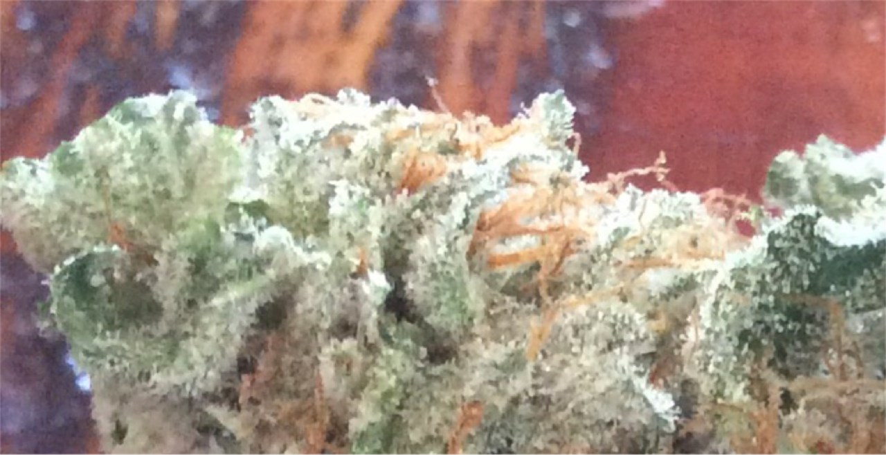Krishna Kush