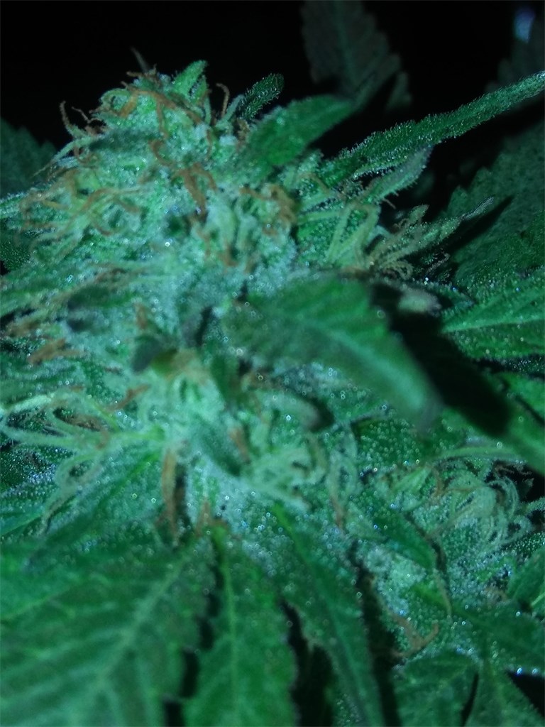 Foto de la variedad Kryptonite