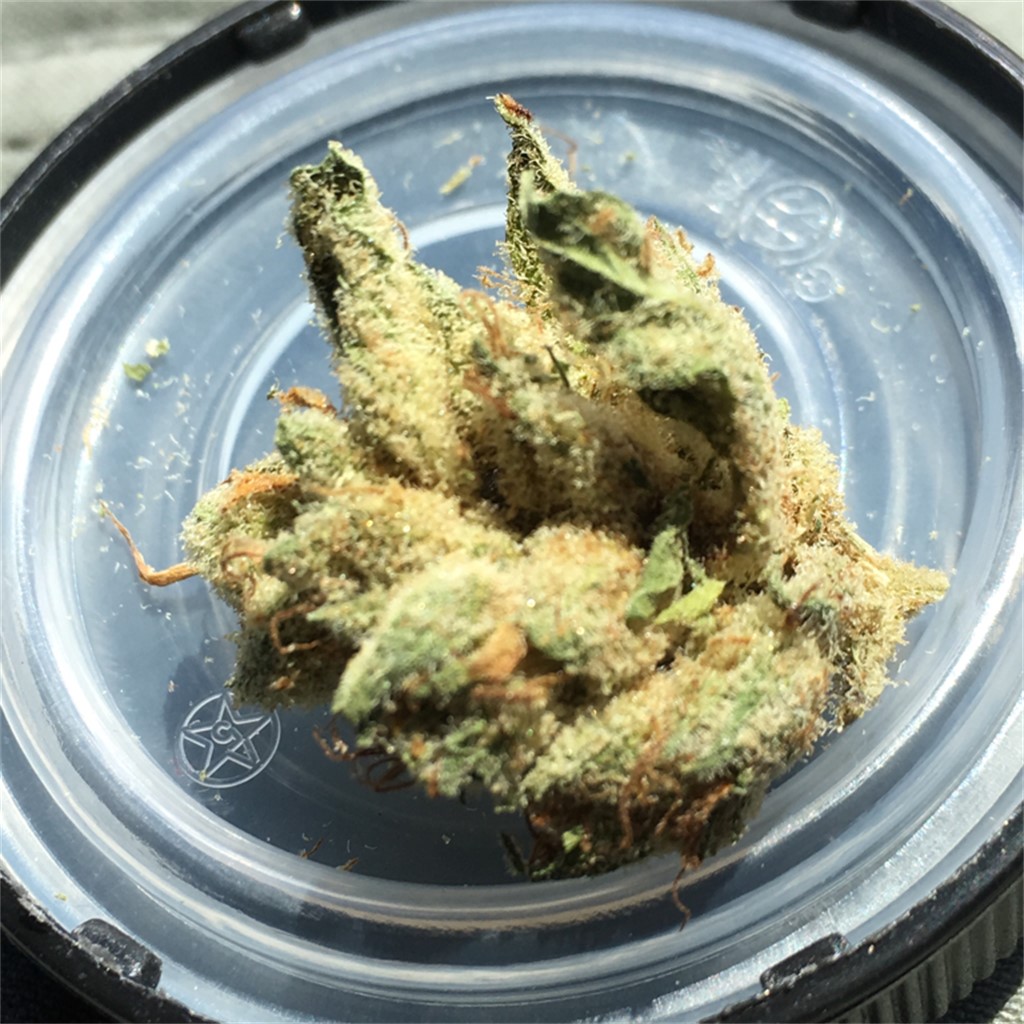 Foto de la variedad Kuchi