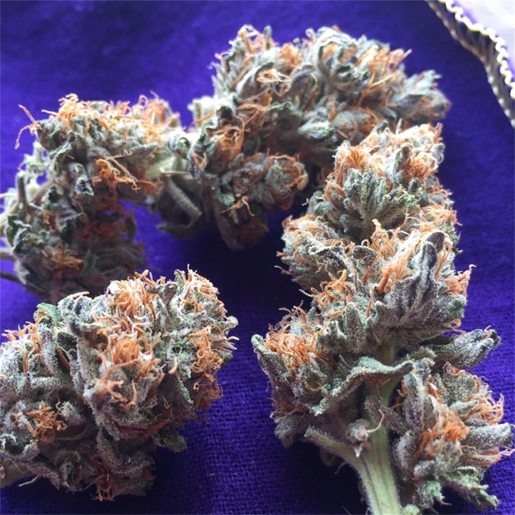 Kurple Fantasy
