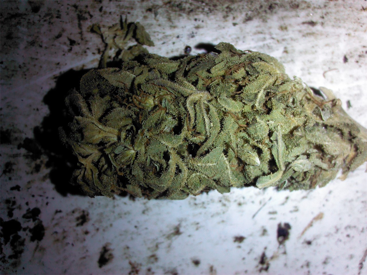 Foto de la variedad Ladyburn 1974
