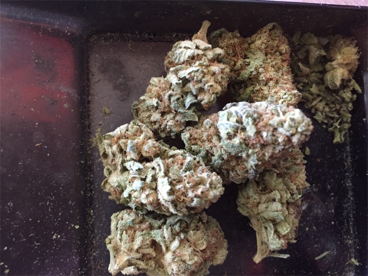 Foto de la variedad Lashkar Gah