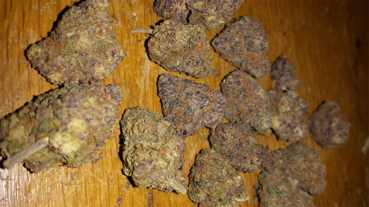 G13 Haze Lavender
