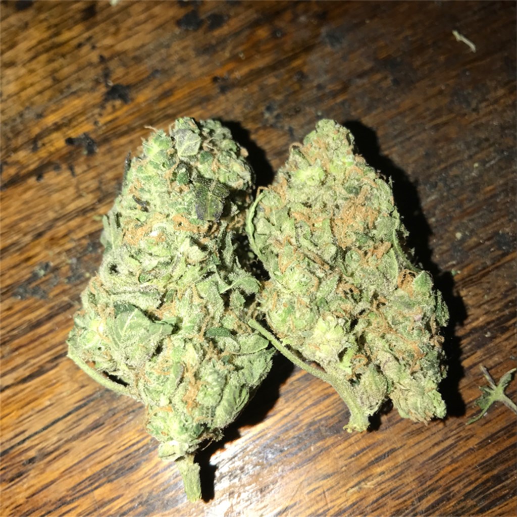 Foto de la variedad Lee Roy