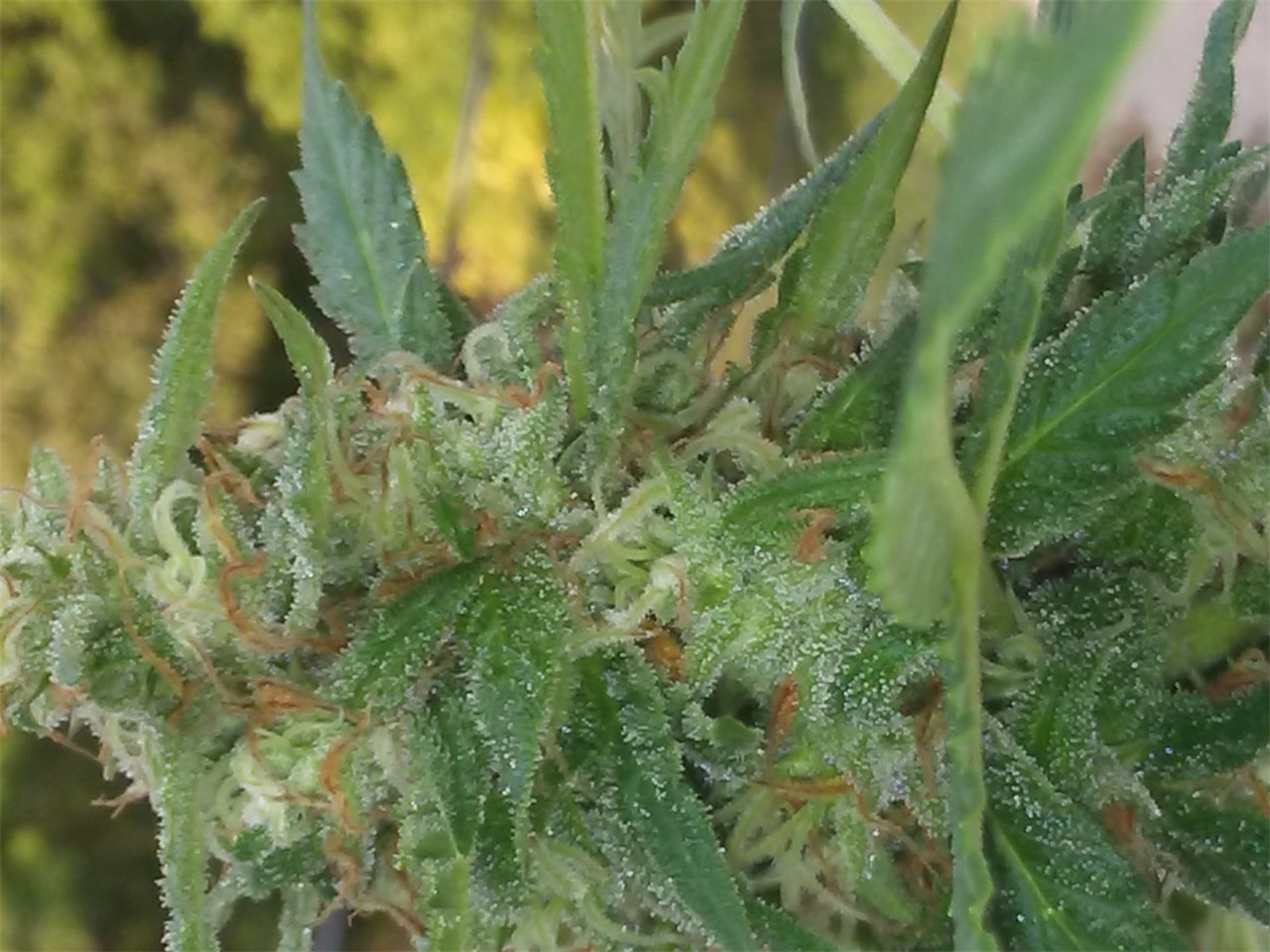 Foto de la variedad Lemon Drop