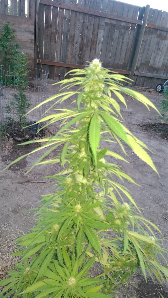 Foto de la variedad Lemon Fire