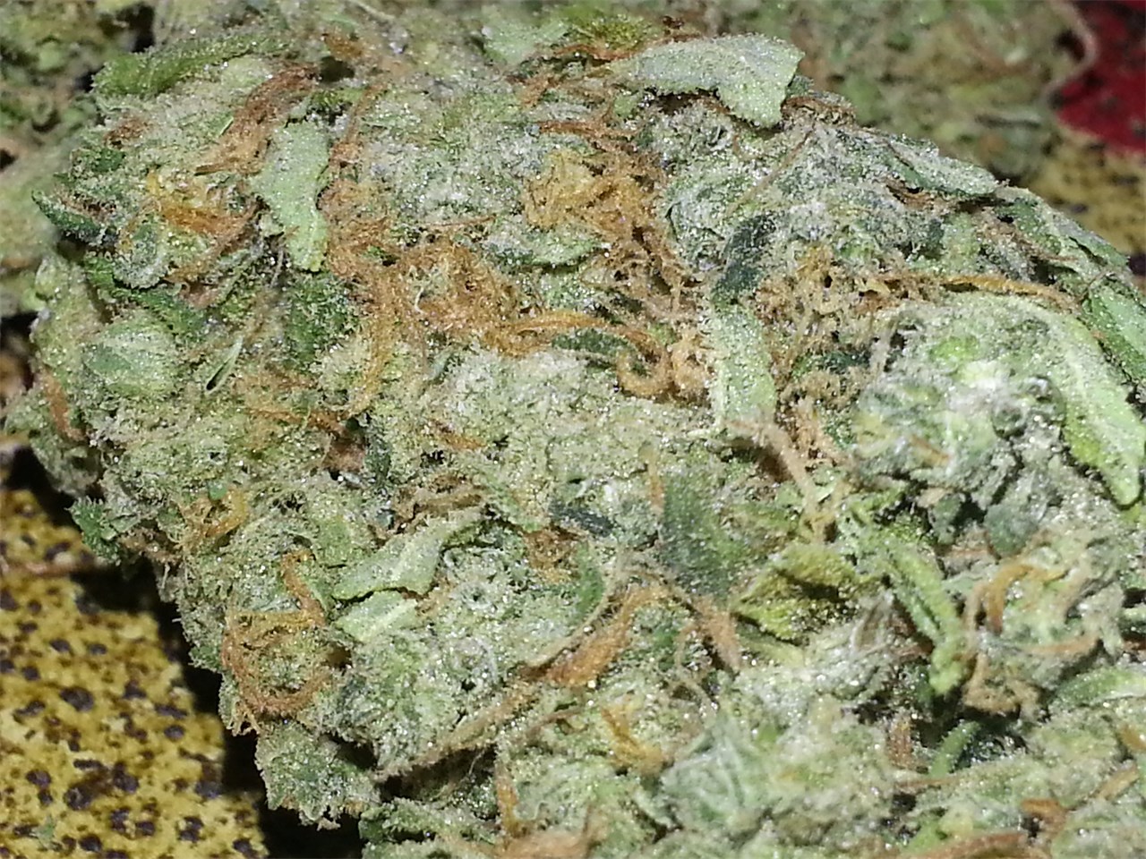 Lemon Jack