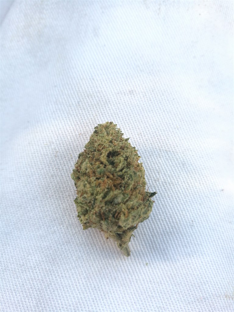 Lemon Larry Lavender