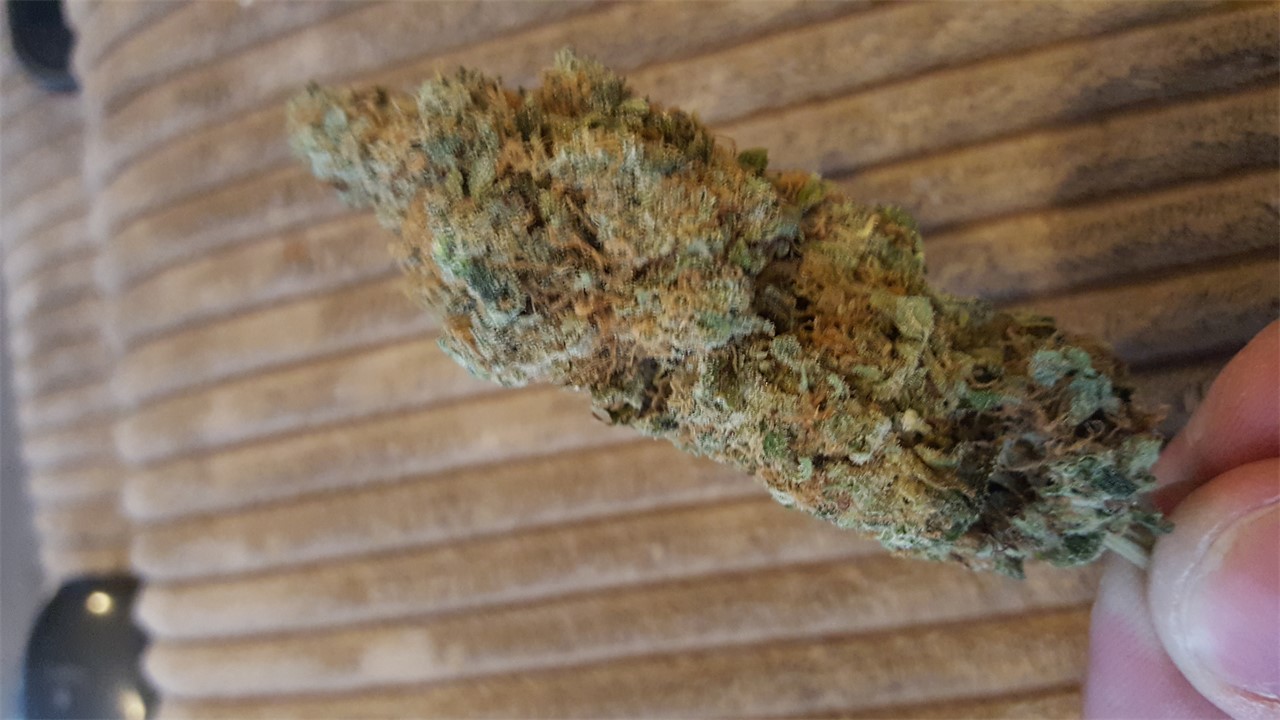 Foto de la variedad Marmalade