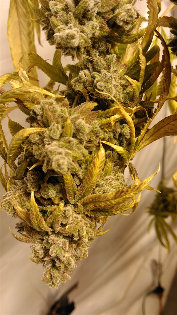 Lemon Thai
