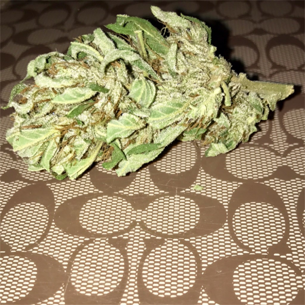 Foto de la variedad Lemon Trainwreck