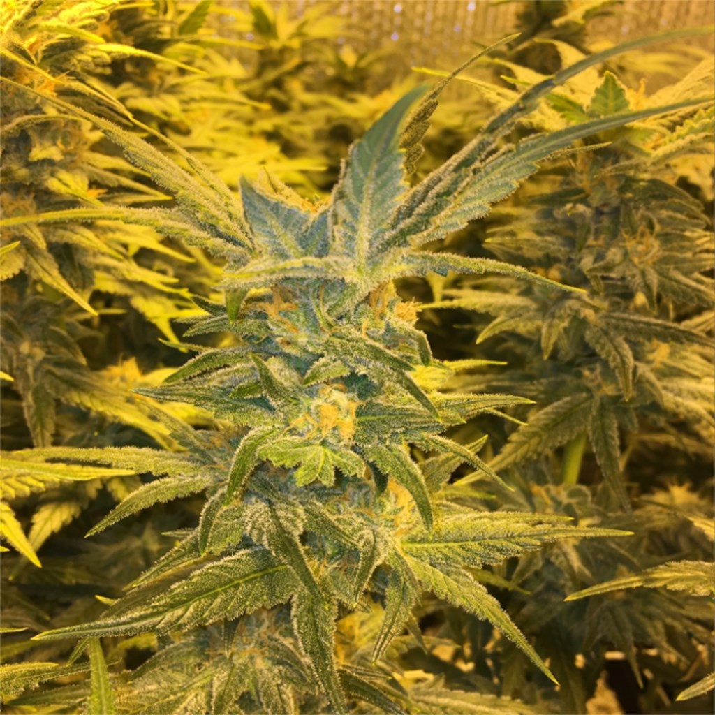 Foto de la variedad Lemonberry