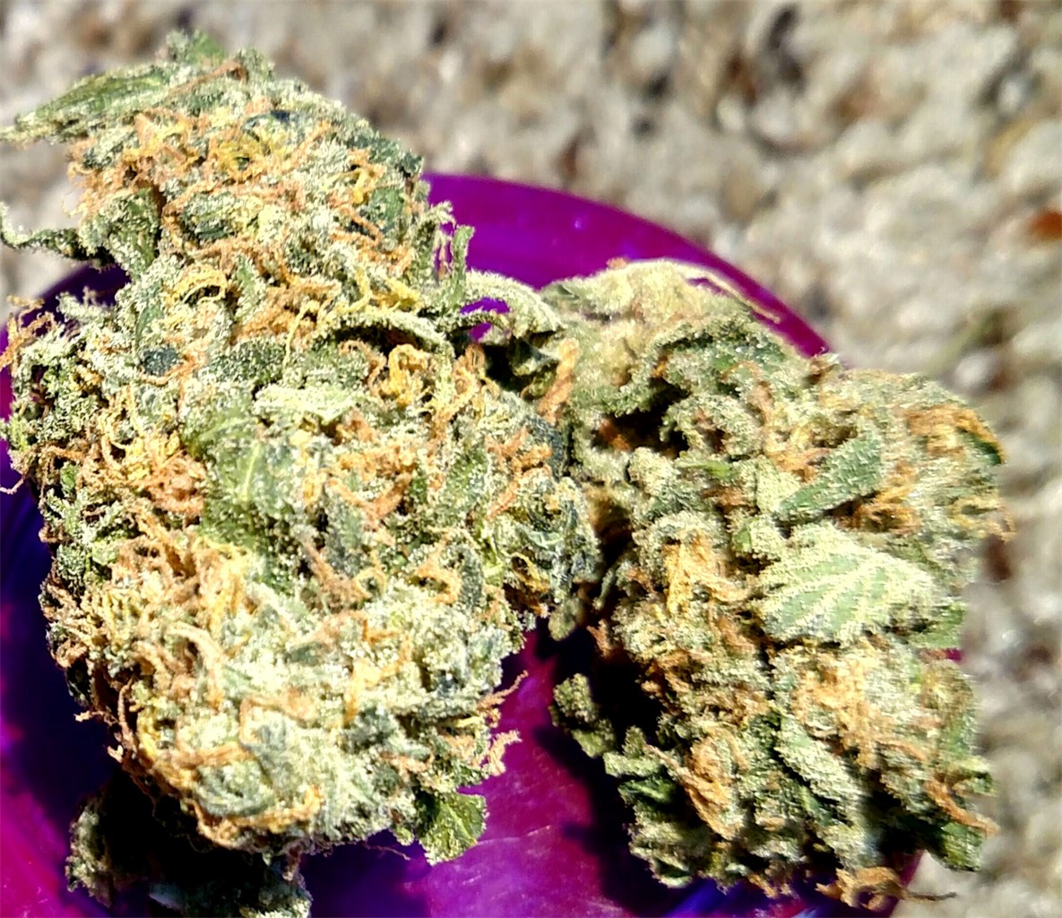 Lime Skunk