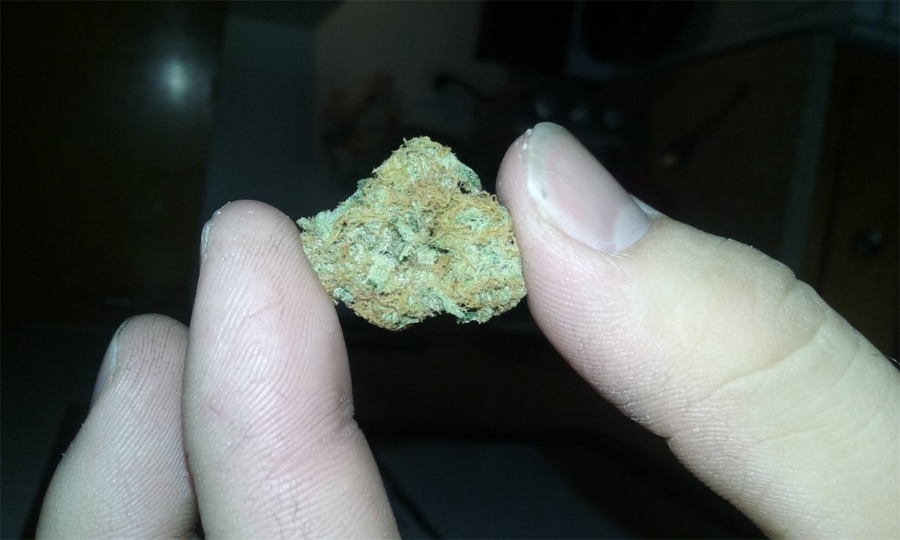 Foto de la variedad Lost Coast OG