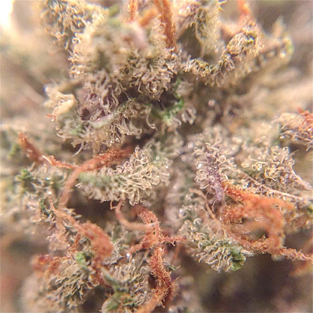 Love Potion #9