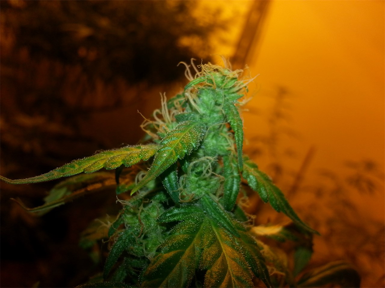 Foto de la variedad Lowryder