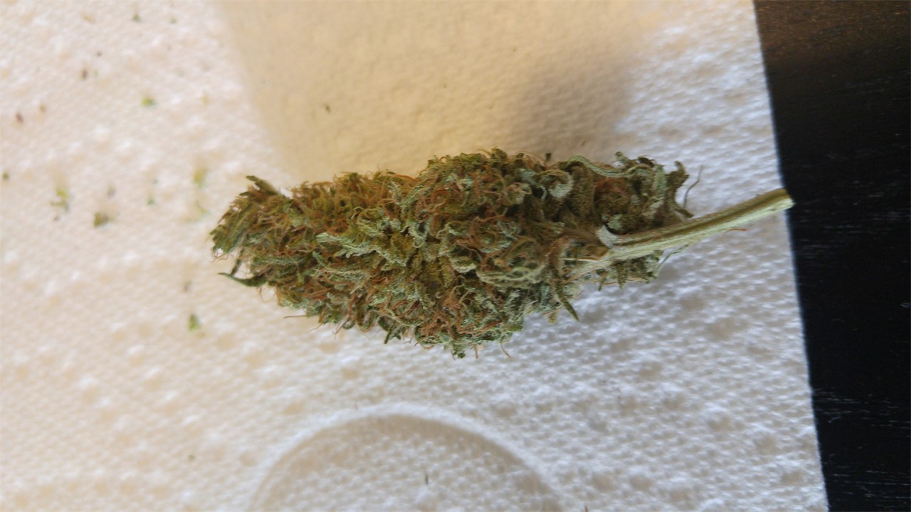 Foto de la variedad Malakoff