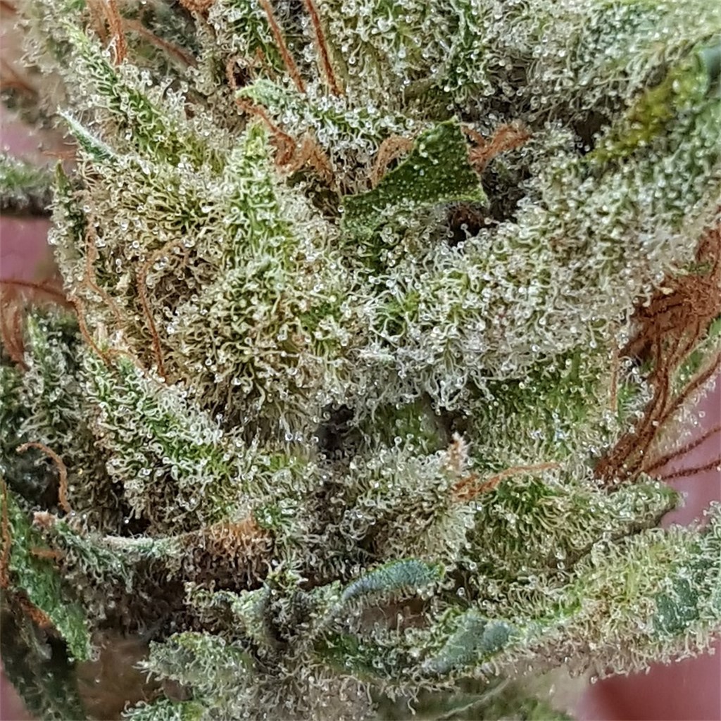Mango Haze