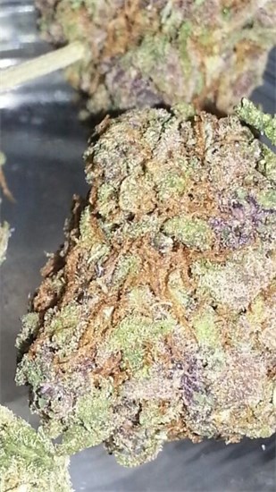 Manitoba Poison