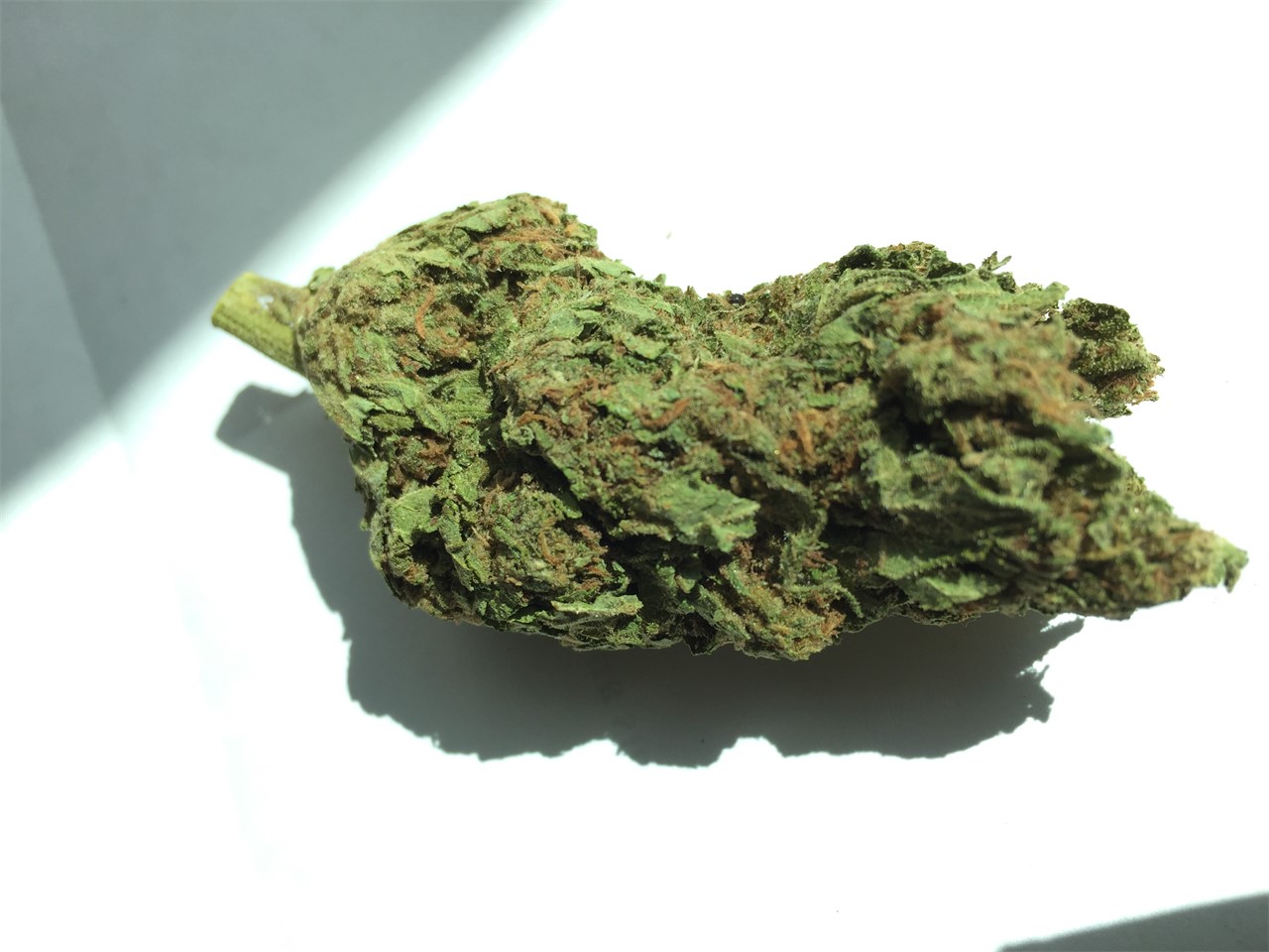 Foto de la variedad Master Jedi Kush