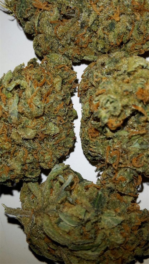 Foto de la variedad Master Kush