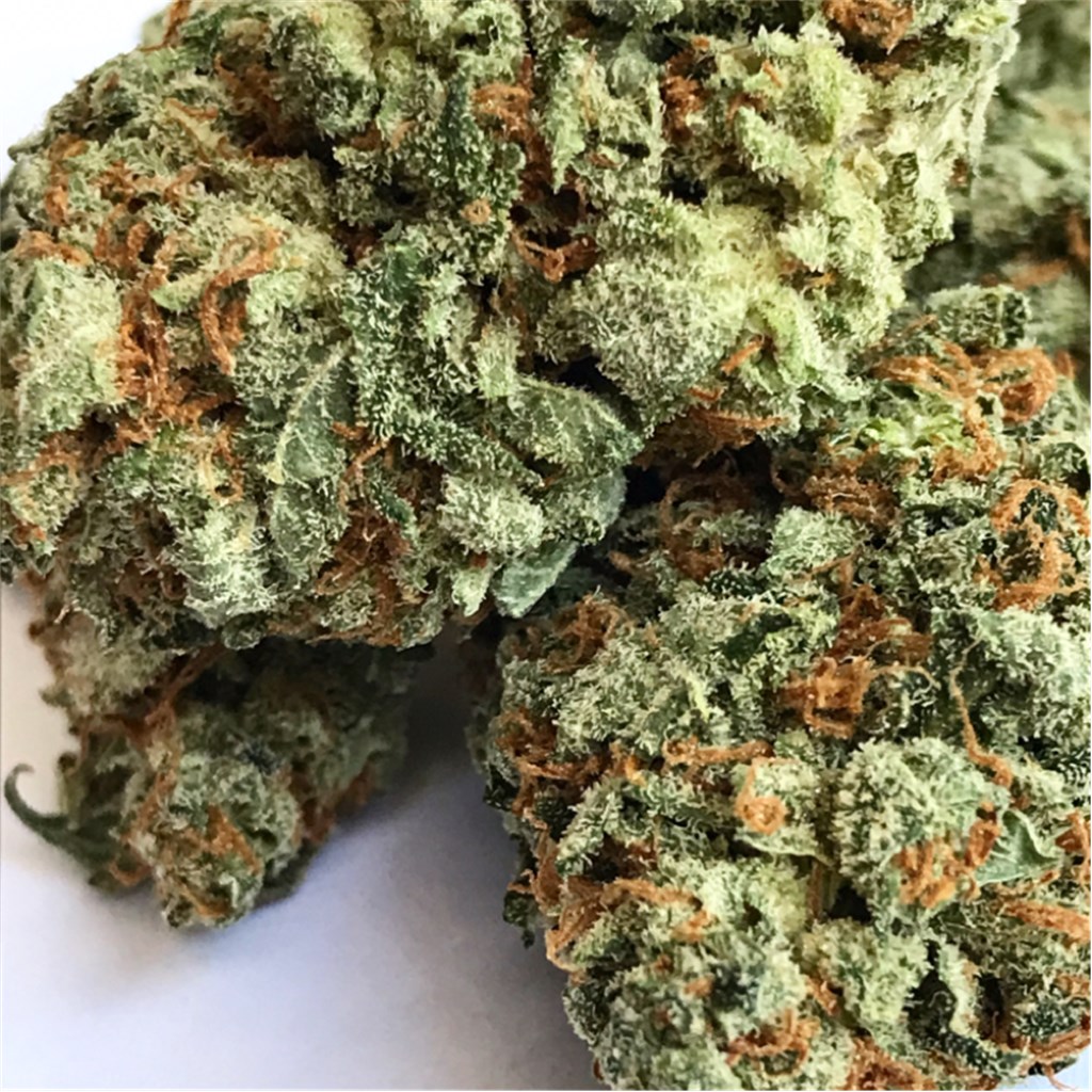 Foto de la variedad Mataro Blue