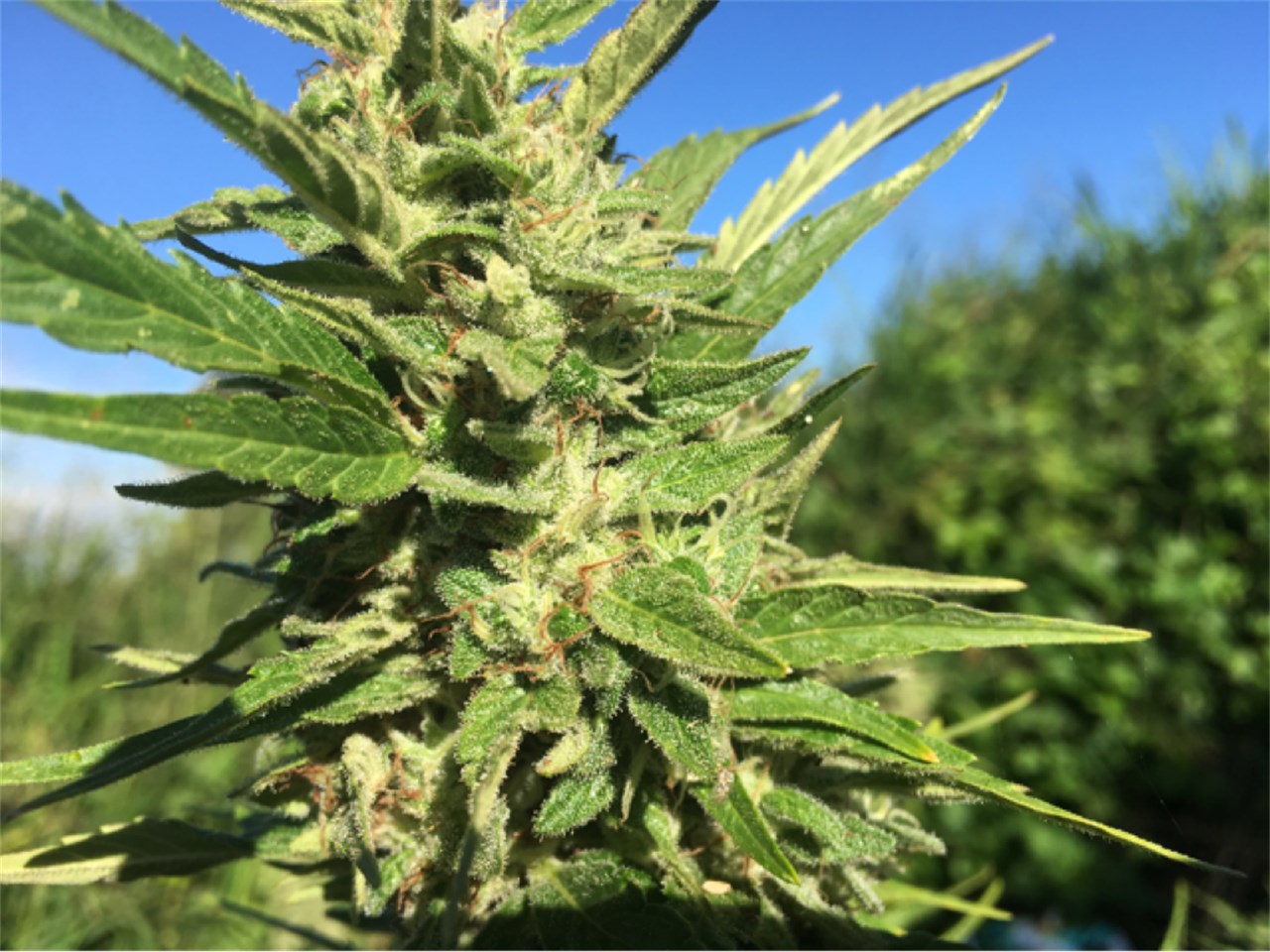 Maui Mango Diesel