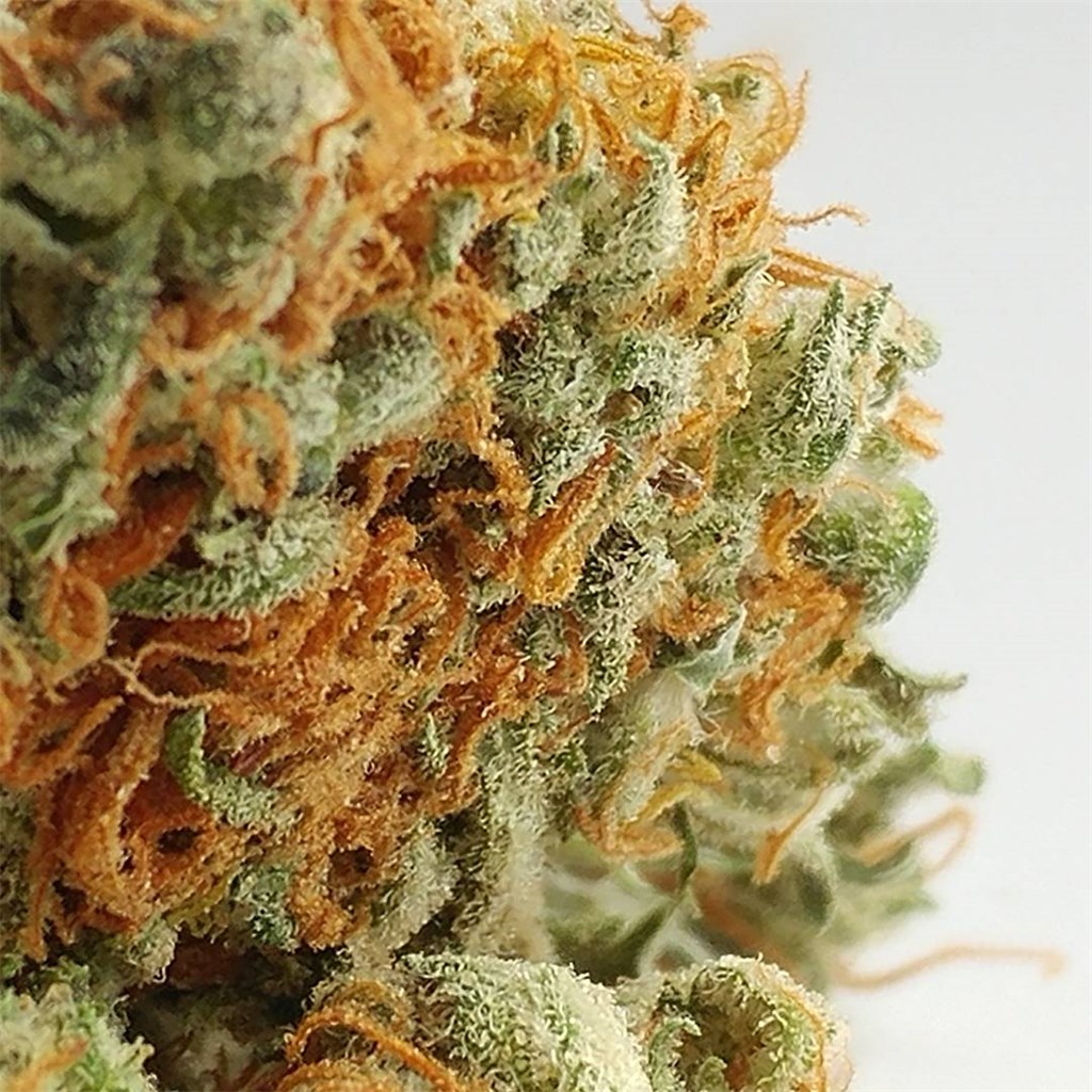 Medibud