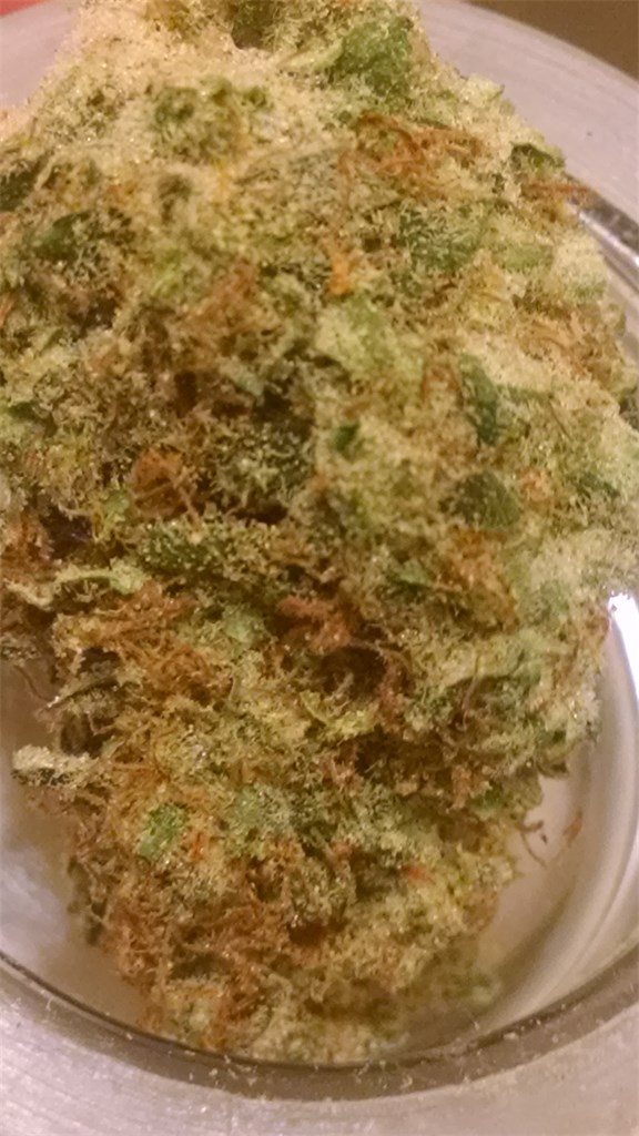 Foto de la variedad Medicine Man