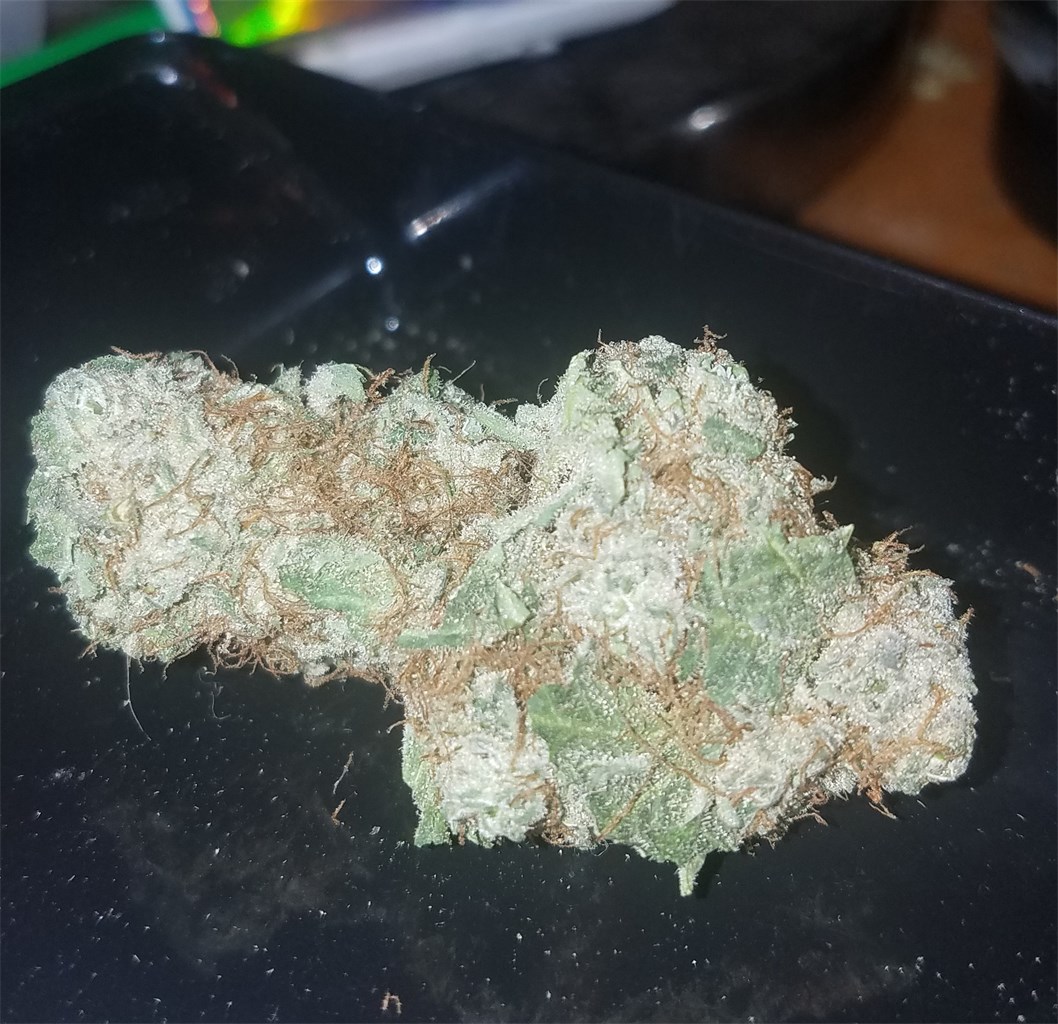 Foto de la variedad Medusa