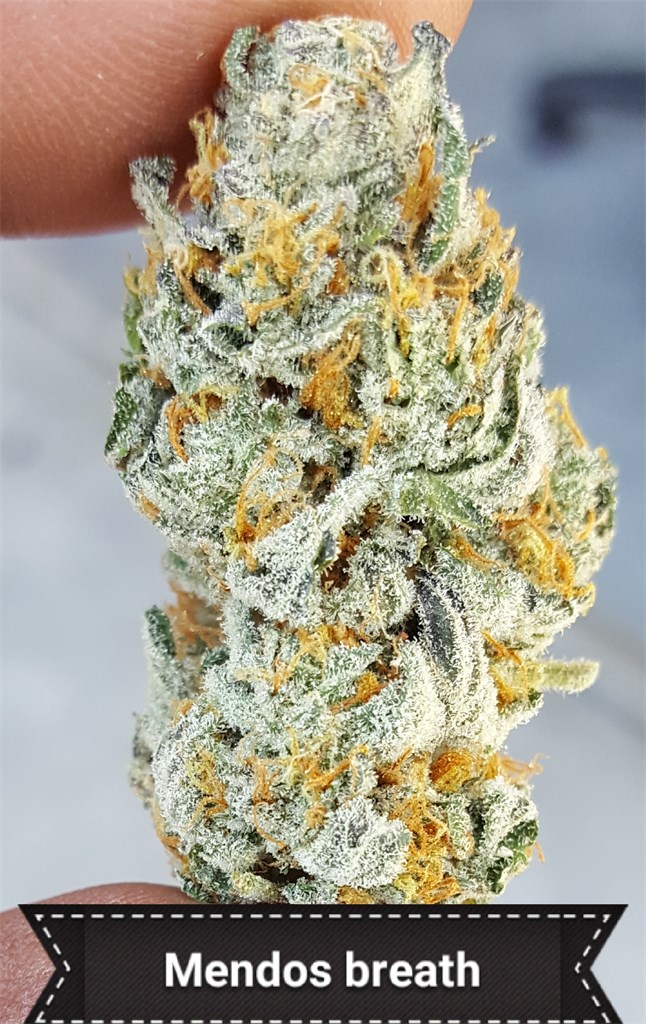 Foto de la variedad Mendo Breath